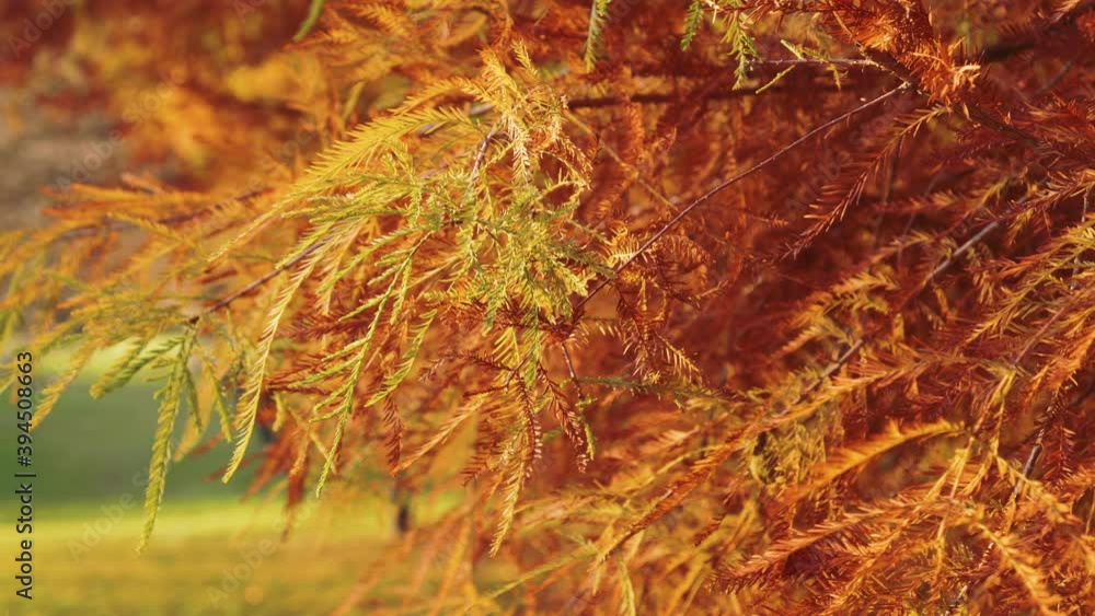 Colorful yellow red green foliage of exotic coniferous tree in autumn forest. Cryptoméria japónica. Colorful yellow red green foliage of exotic coniferous tree in autumn forest. Cryptoméria japónica.