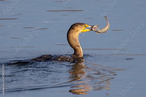 Double-crested cormorant eating a fish, seen in the wild in North California 