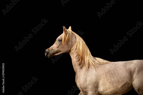 Arabian Horse Beauty in Saudi Arabia