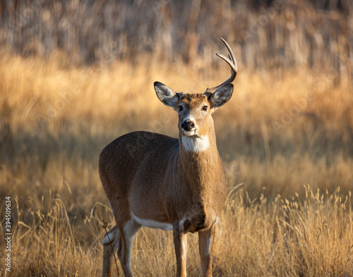 One antlered white-tailed deer buck