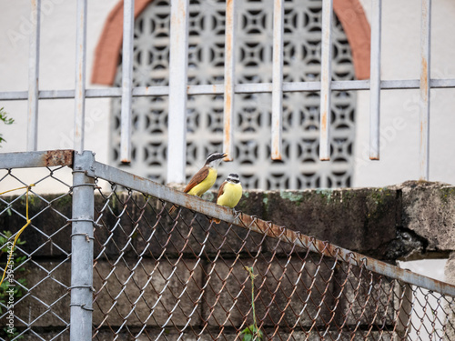 Great Kiskadee (Pitangus sulphuratus) Passerine Bird in the Tyrant Flycatcher Family Tyrannidae Posing on the Grid