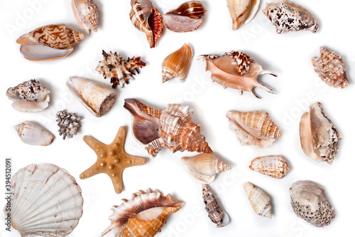 Seashells and starfishes isolated on a white background. Top view.