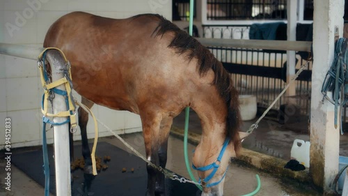 A brown horse with a leash on head close-up at a horse breeding farm