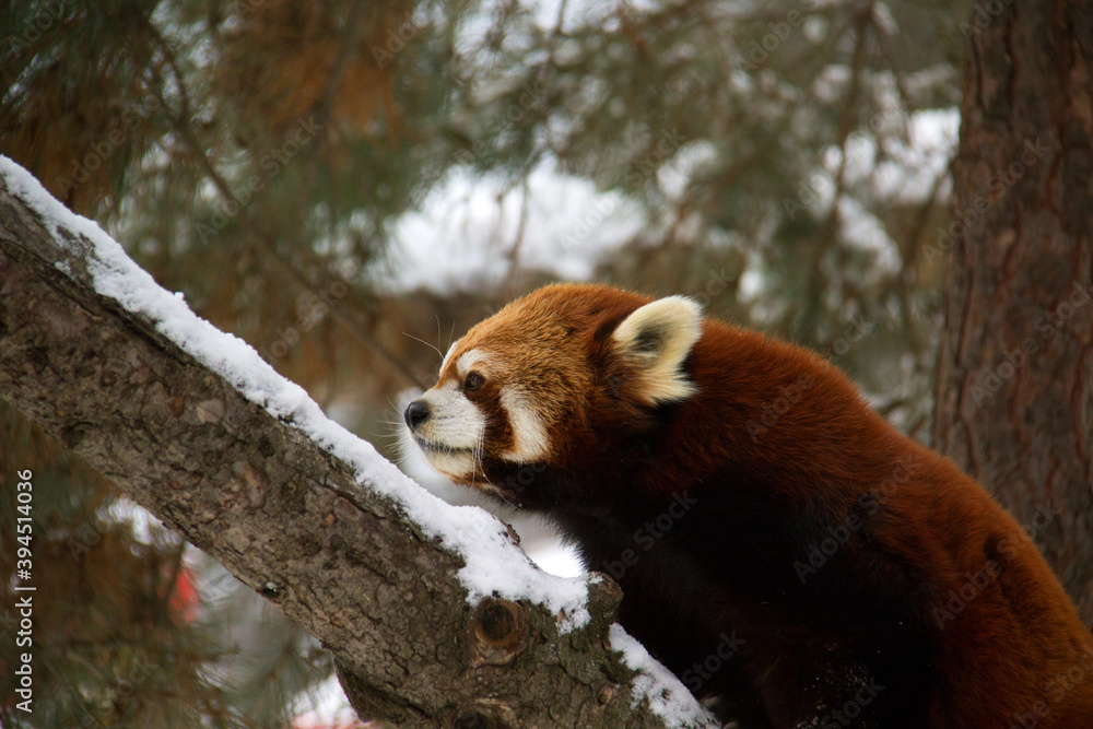 Fototapeta premium red panda in tree in winter