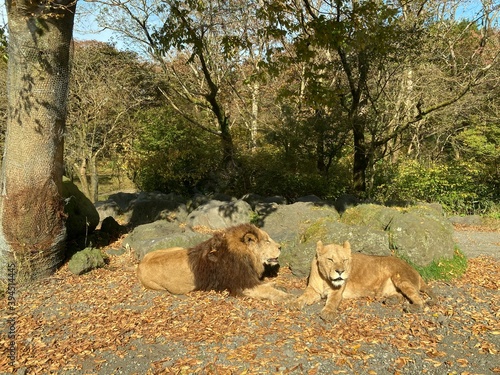 Obraz na plátně Watching lions relaxing in nature from inside the car, Fuji Safari Park, A place close to Mt