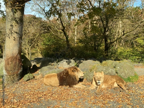 Watching lions relaxing in nature from inside the car, Fuji Safari Park, A place close to Mt. Fuji, Shizuoka, Japan