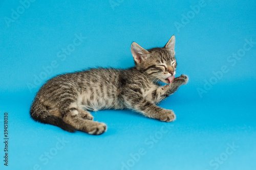 Kitten on a blue background. Fluffy cat. Cozy pet