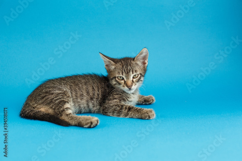 Kitten on a blue background. Fluffy cat. Cozy pet