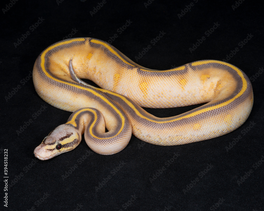 Obraz premium Pastel Highway Ball Python