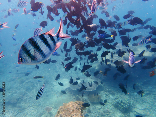 Various type of fish at the island