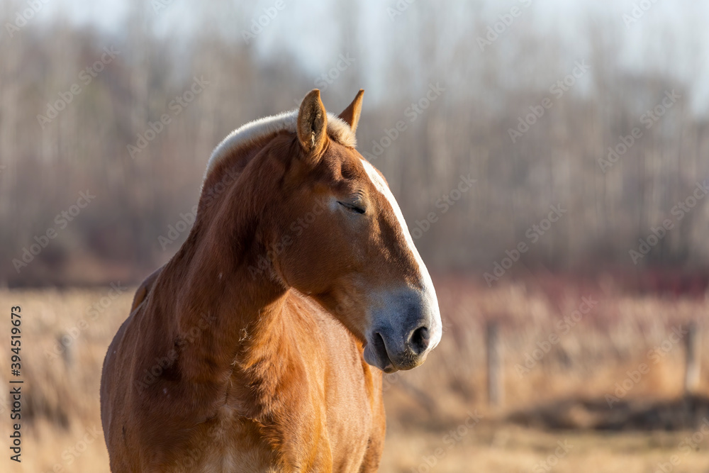 The horse on pasture, natural scene from Wisconsin. The horse on pasture, natural scene from Wisconsin.