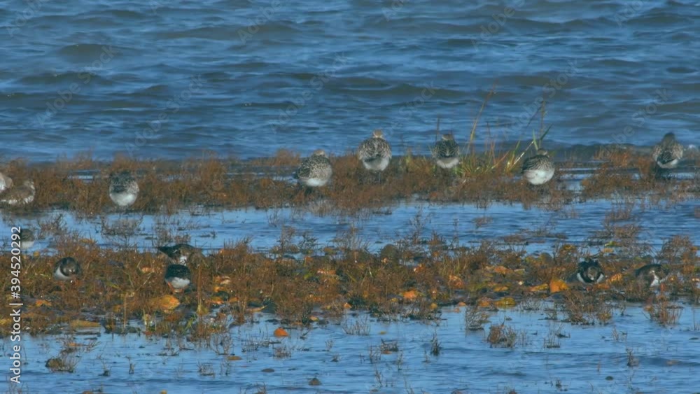 Grey Plover, Turnstone and Dunlin in environment. Grey Plover, Turnstone and Dunlin in environment.