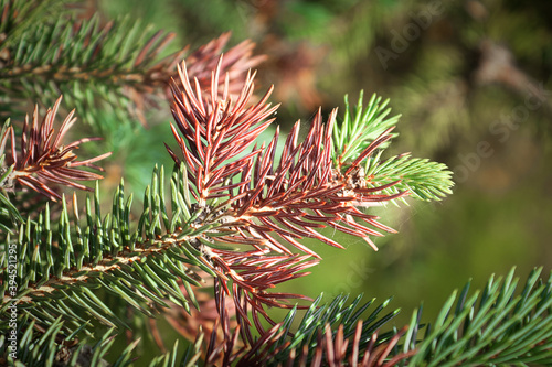 Winter injury on the tips of a spruce tree