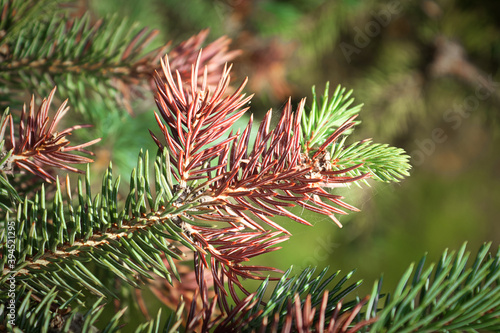 Winter injury on the tips of a spruce tree