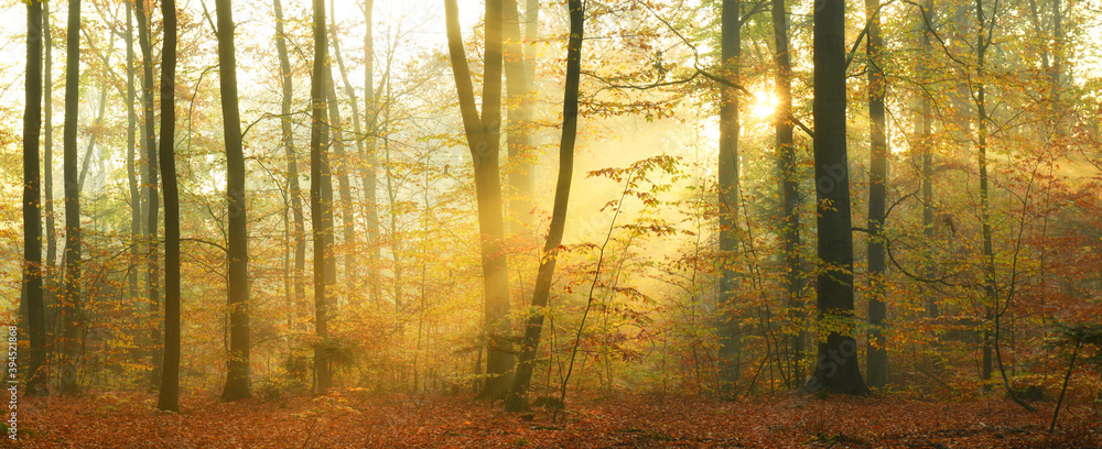 Obraz premium Beautiful autumn morning in the forest