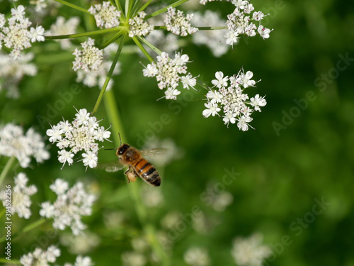 abeille Apis © Marcel