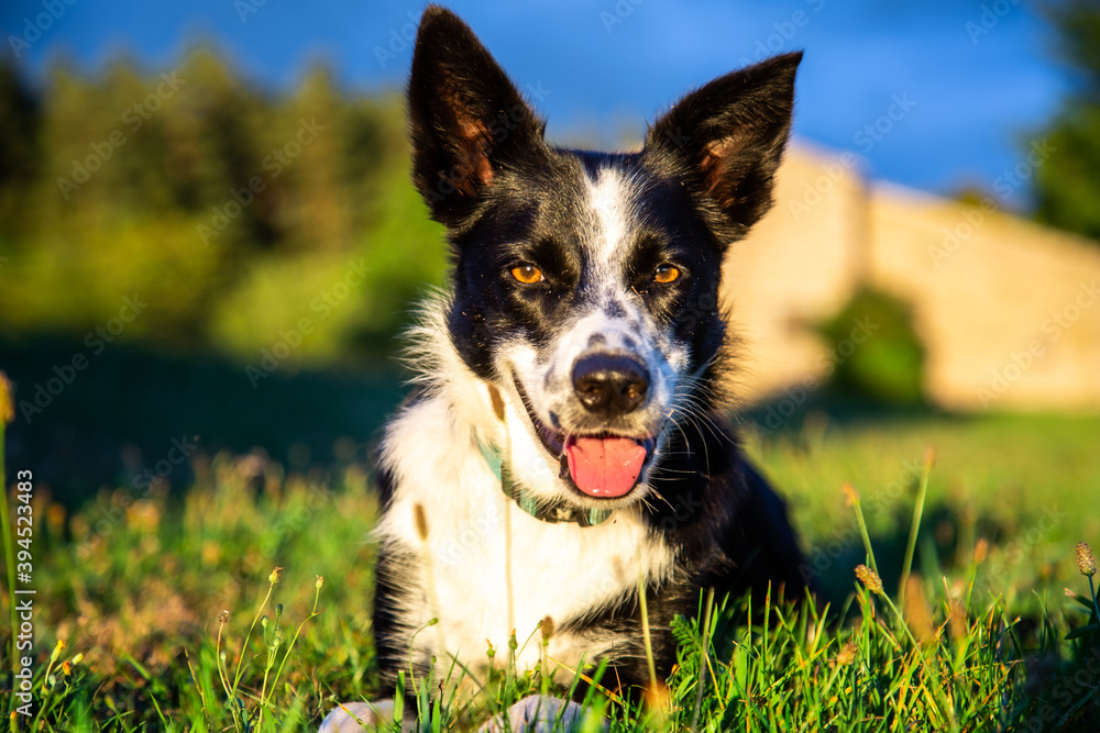 Cute border collie dog lying in the grass at the park. Concept about animals and nature. 