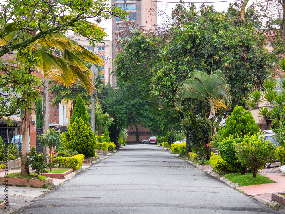 Quiet Street with Many High Trees, and Plants Quiet Street with Many High Trees, and Plants