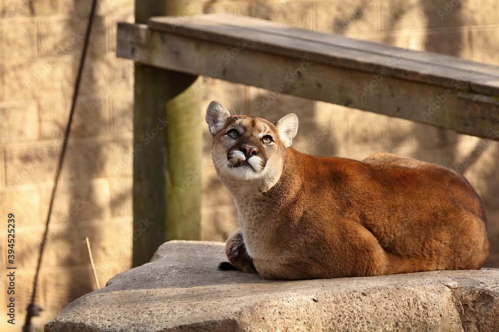 Eastern puma in captivity hotsell