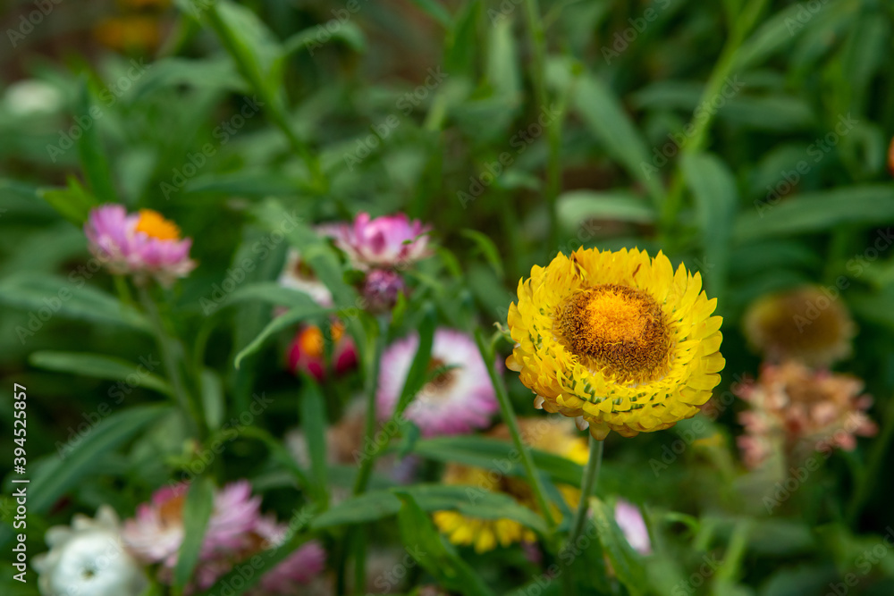 Closeup view of beautiful yellow flowers (selective focus) Grow on street and slowly swing in wind. Closeup view of beautiful yellow flowers (selective focus) Grow on street and slowly swing in wind.