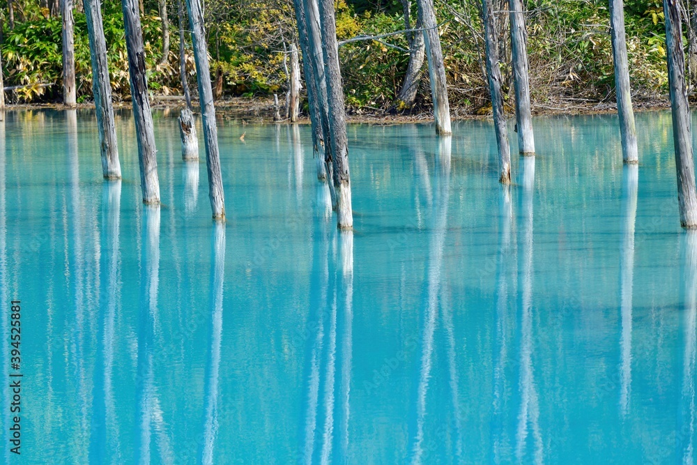 美瑛ブルーに染まる白金青い池と枯れ木のコラボ情景＠北海道