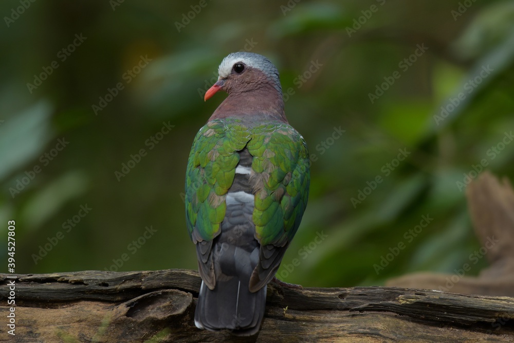Obraz premium There is hair on the back, fresh green. Straight near the base of the tail, two white stripes across The characteristics of males and females are different. The male has a white forehead and eyebrows.
