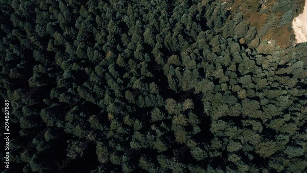 toma aérea de bosque lleno de pinos toma aérea de bosque lleno de pinos