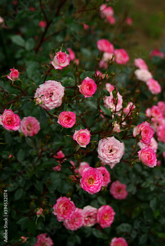 pink and white roses