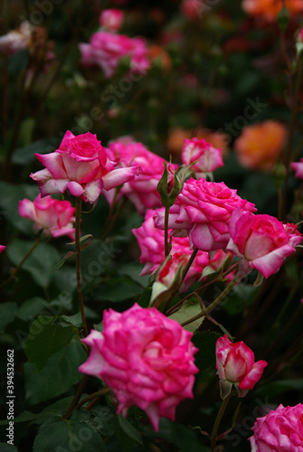 pink roses in the garden