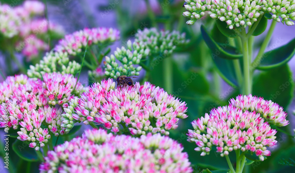 Bee on beautiful decorative garden plant. Sedum (Sedum spectabile) at autumn sunny day. Flower card background with pink sedum and sun rays or floral wallpaper Bee on beautiful decorative garden plant. Sedum (Sedum spectabile) at autumn sunny day. Flower card background with pink sedum and sun rays or floral wallpaper
