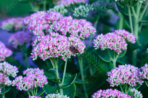 Bee on beautiful decorative garden plant. Sedum  Sedum spectabile  at autumn sunny day. Flower card background with pink sedum and sun rays or floral wallpaper