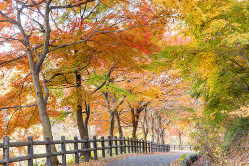 秩父ミューズパークのもみじの紅葉