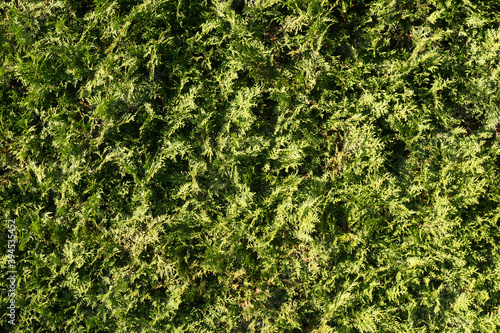 Thuja hedge texture. Home garden wall background. American Arborvitae plant pattern. Ever green Thuja occidentalis type decorative fence. Green fir fence background.