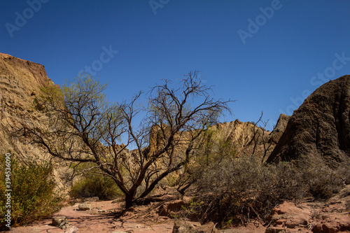 Trees in the desert terrain of central Argentina. Landscape without people.