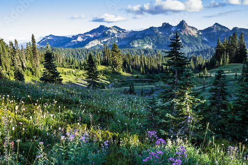 Mountains and Wild Flowers Meadow in Mt. Rainier National Park. Tatoosh mountains range on background