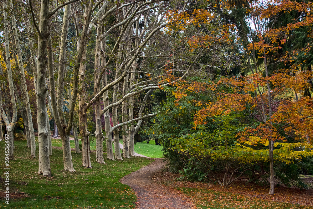 Naklejka premium Autumn walk path in Lithia park, Ashland, Oregon
