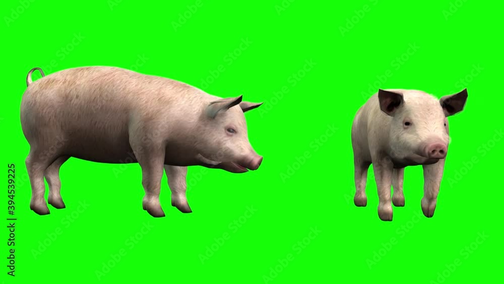 3d animation two pigs eating and walking, seen from two different camera angles. 3d animation two pigs eating and walking, seen from two different camera angles.