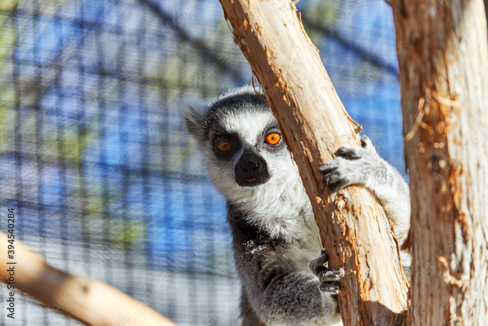 Fototapeta premium Ring-tailed Lemur looking out in the distance
