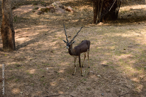 Standing Deer Feeding in Jungle Zoo Park wildlife Stock Photograph Image