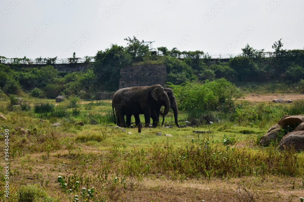 Fototapeta premium Standing Elephants Feeding in Jungle/Zoo Park,wildlife Stock Photo