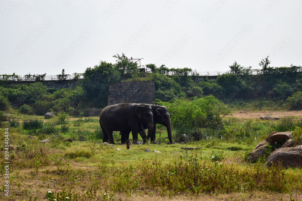 Standing Elephants Feeding in Jungle/Zoo Park,wildlife Stock Photo