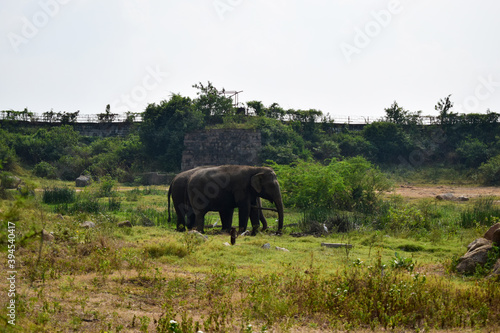 Standing Elephants Feeding in Jungle/Zoo Park,wildlife Stock Photo