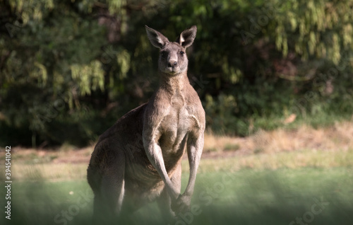 A male Eastern Grey Kangaroo (Macropus giganteus). photo