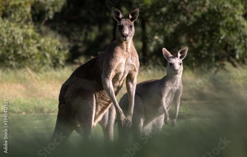 Male and Female Eastern Grey Kangaroos (Macropus giganteus).