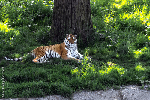 Tygrys bengalski leżący pod drzewem 