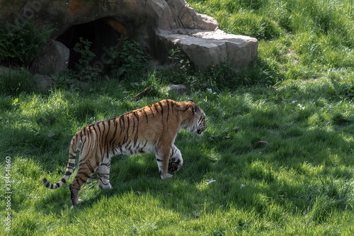 Tygrys bengalski spacerujący po trawie 