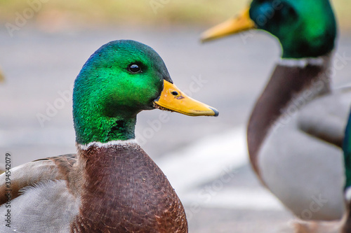 Detail portrait of male mallard duck enjoying a sunny day photo