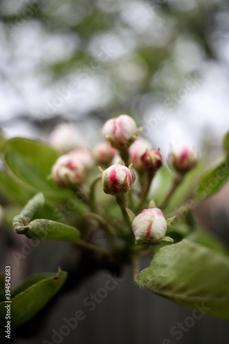 flower buds 