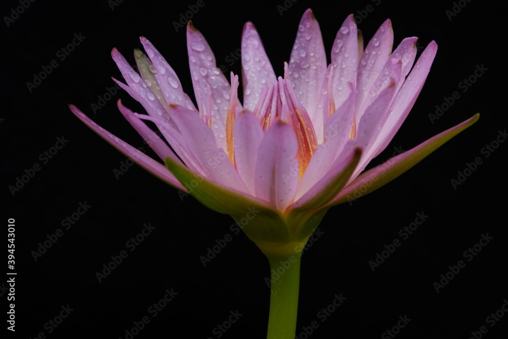Fototapeta premium Close up detail blooming pink water lily flower with stem, isolated on black background