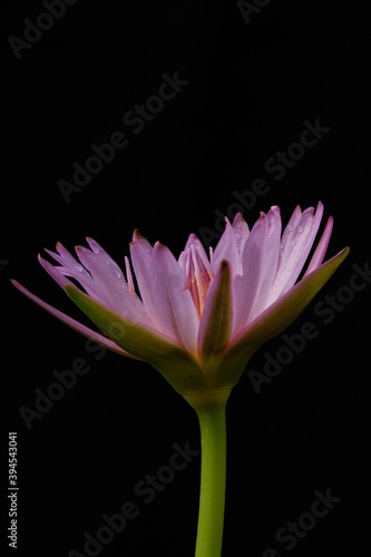 Close up detail blooming pink water lily flower with stem  isolated on black background